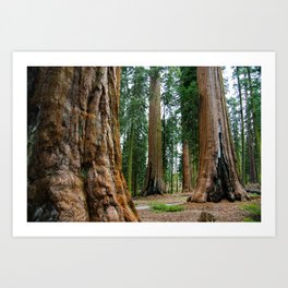 Sequoia Trees, McKinley Grove, California Art Print