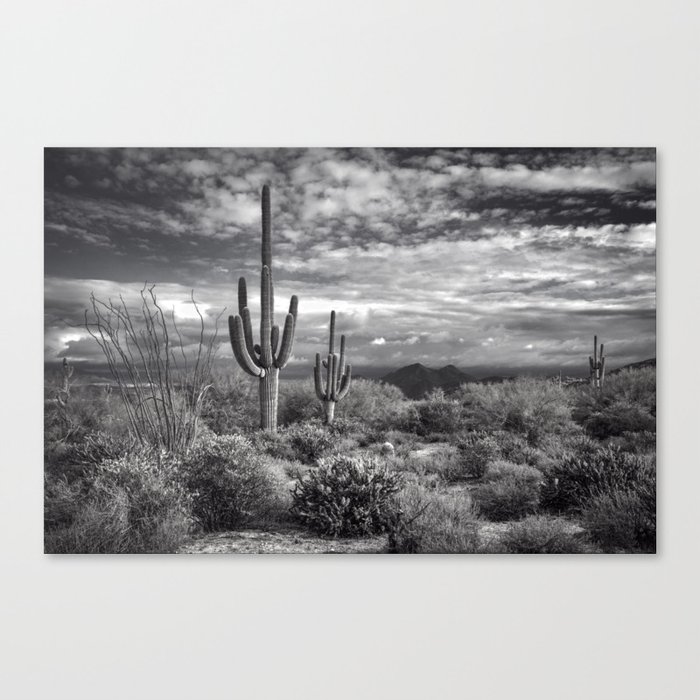 The Sonoran Desert in Black and White Canvas Print