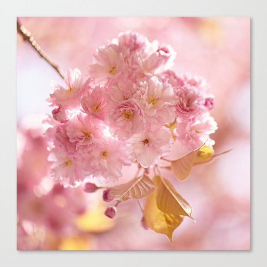 Sakura - Cherryblossom - Cherry blossom - Pink flowers on #Society6 Canvas Print