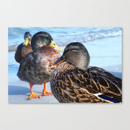 Three Ducks on the Beach Canvas Print