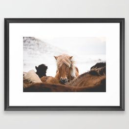 Icelandic Horse Framed Art Print