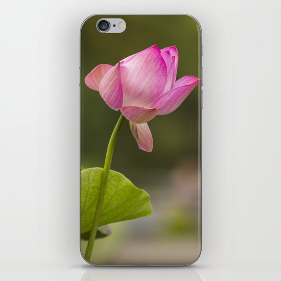 Bethesda Lily iPhone & iPod Skin