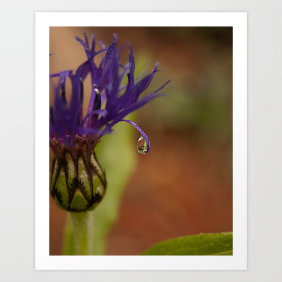 Early Morning Rain Drop Art Print