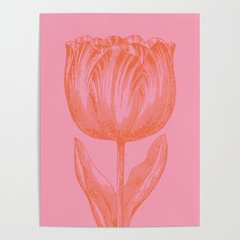 Dutch Tulip Drawing in Pink and Orange Poster