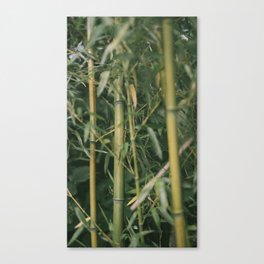 bamboo composition no.1 Canvas Print