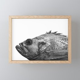 B&W Portrait of a Canary Rockfish Framed Mini Art Print
