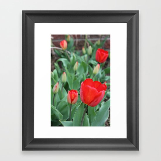 Tulip Darlings Framed Art Print