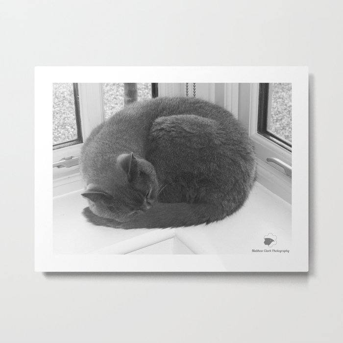 Little Grey sleeping - Matthew Clark Photography Metal Print