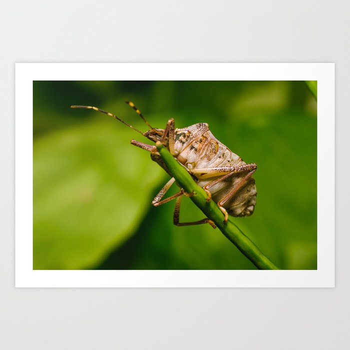 Take a Great Leap. Macro Insect Photograph Art Print