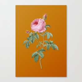 Vintage Provence Rose Bloom Botanical Illustration on Bright Orange Canvas Print