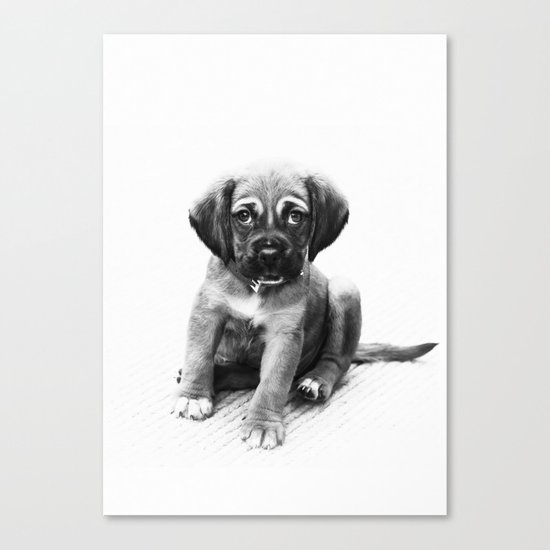 Little dog Canvas Print