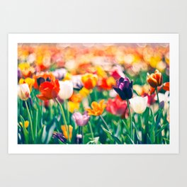 Colorful Tulips Art Print