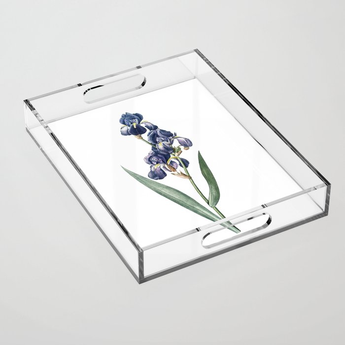 Vintage Dalmatian Iris Botanical Illustration on Pure White Acrylic Tray