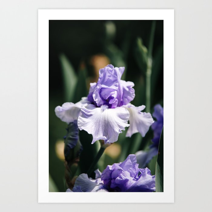 Lavender Iris Art Print