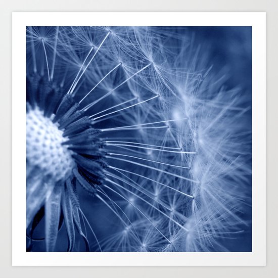 blue dandelion II Art Print