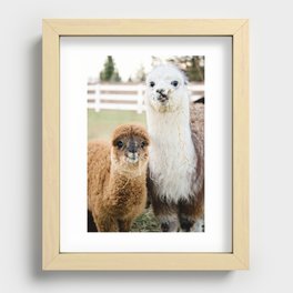 funny hungry alpacas Recessed Framed Print