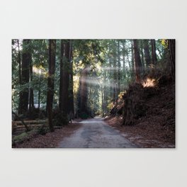 Sunrise in the Redwoods Canvas Print