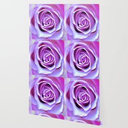 Pink-Purple Rose Blooming Wallpaper