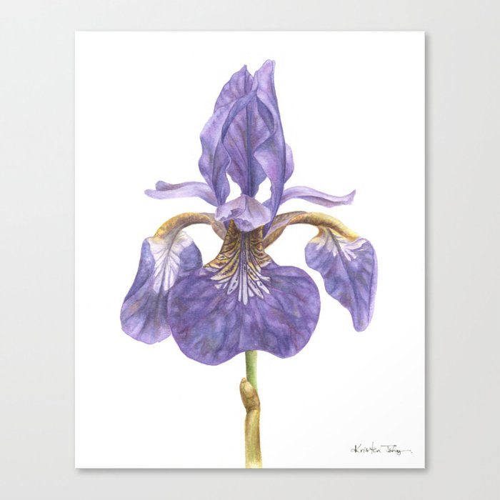 Siberian Iris Canvas Print
