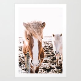 Iceland horses Art Print