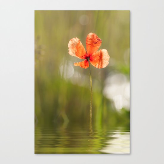 Swimming Poppyblossom Poppy Poppies Canvas Print