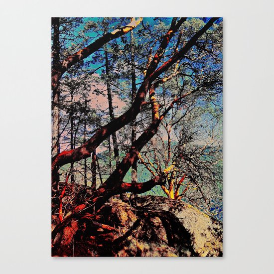 Arbutus Trees, Stoney Hill Sunset Canvas Print