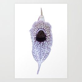 Aristolochia grandiflora (Pelican Flower) Art Print