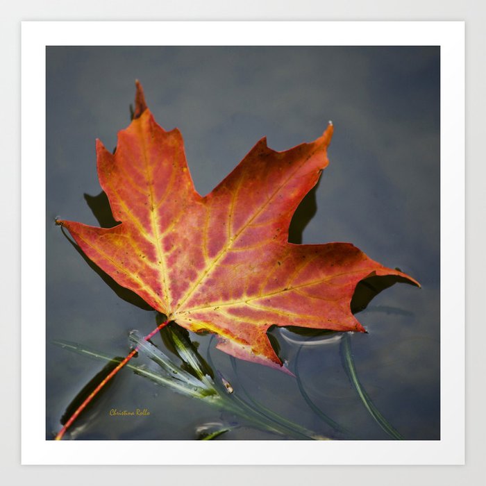 Fall Maple Leaf Art Print by christinarollo | Society6