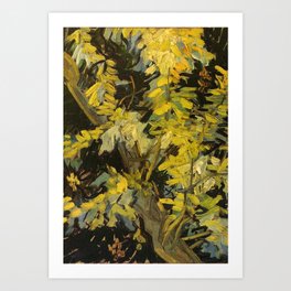 Van Gogh Blossoming Acacia Branches Art Print