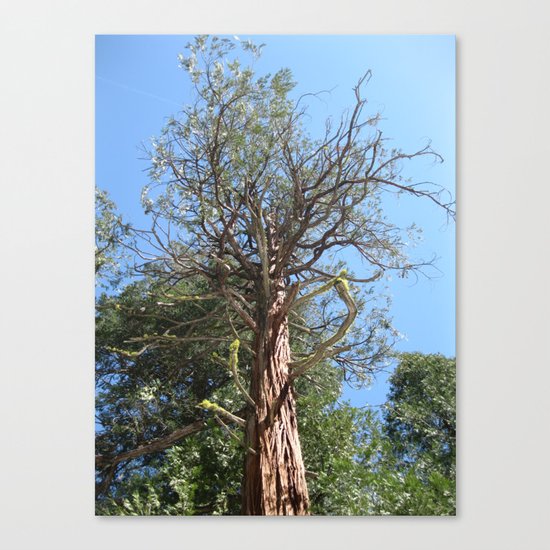 Through Canvas Print