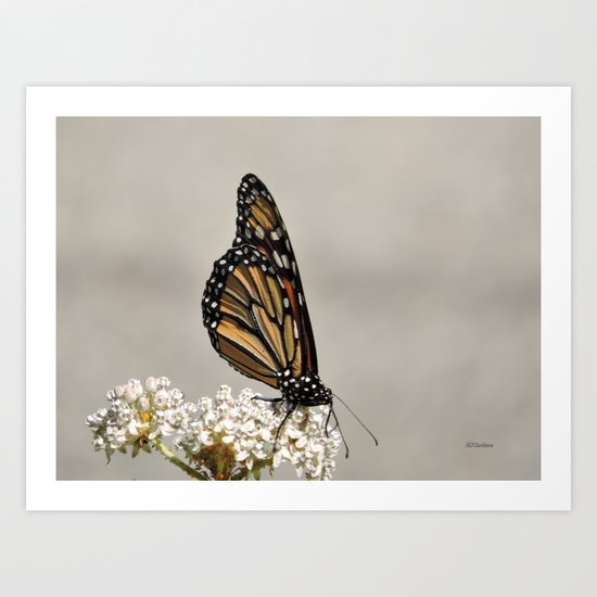 A Fine, Upstanding Monarch Art Print