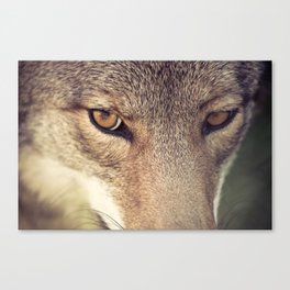 In the eyes of the Coyote Canvas Print