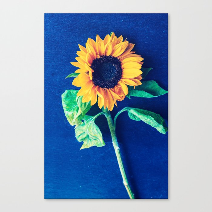 A Decorative Sunflower On The Blue Background Canvas Print By