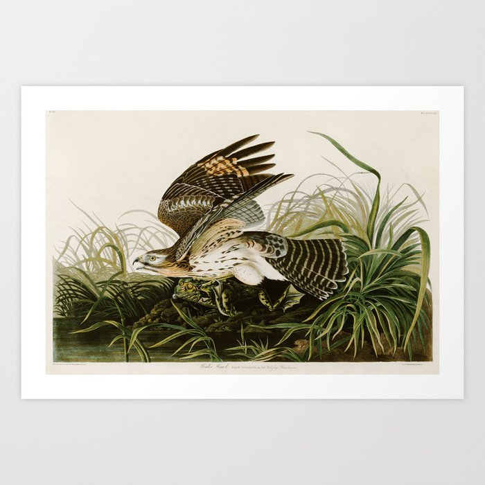 Winter Hawk by John James Audubon Art Print