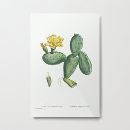 Cactus Opuntia Nana from Histoire des Plantes Grasses (1799) by Pierre-Joseph Redouté Metal Print | Botany, Green, Exotic, Plant, Photo, Closeup, Background, Natural, Summer, Cactaceae 