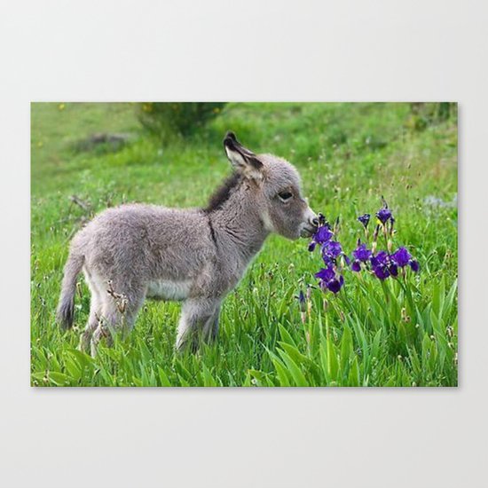 small donkey Canvas Print