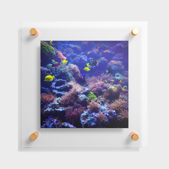 Underwater Photography Fish Tank Floating Acrylic Print