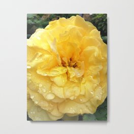 Summer rose 01 Metal Print | Summerrain, Yellow, Raindrops, Englishrose, Dewdrops, Joy, Summer, Photo, Rose, Cultivation 