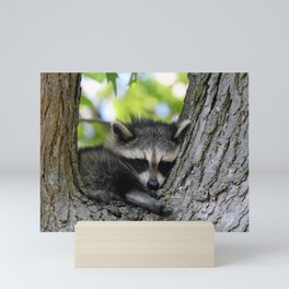 Baby Raccoon Asleep in a Tree Mini Art Print