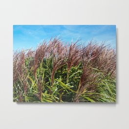 Chinese silver grass blowing in the breeze Metal Print | Garden, Chinesesilvergrass, Plant, Bluesky, Wind, Seedheads, Breeze, Photo, Grass, Nature 