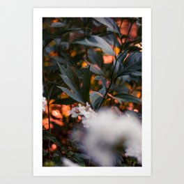 Sunset Gardens Art Print | Relax, Trendy, Photo, Outdoor, Foliage, Flower, Green, White, Leaf, Zen 