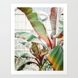 Botanical photography | Green tropical plants in the botanical garden of Dublin | Green / red Art Print