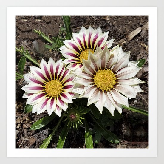 Zany Gazania - red and white stripes Art Print