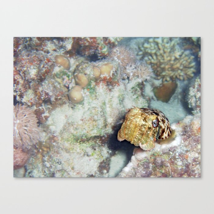 Baby Cuttlefish and Hard Coral Canvas Print