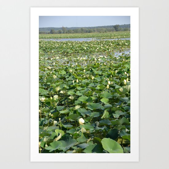 Amana Lilly Pond Art Print