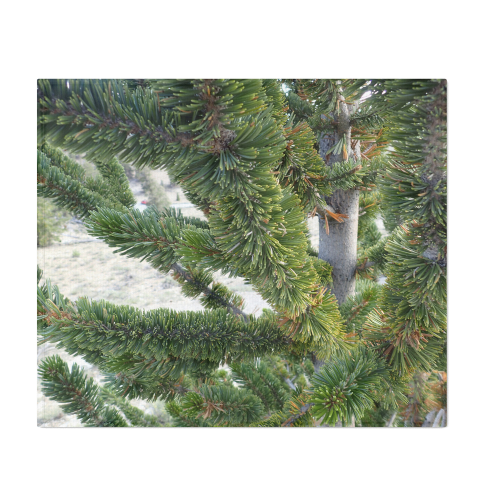 Bristlecone Pine Needles Throw Blanket by sarahbreece