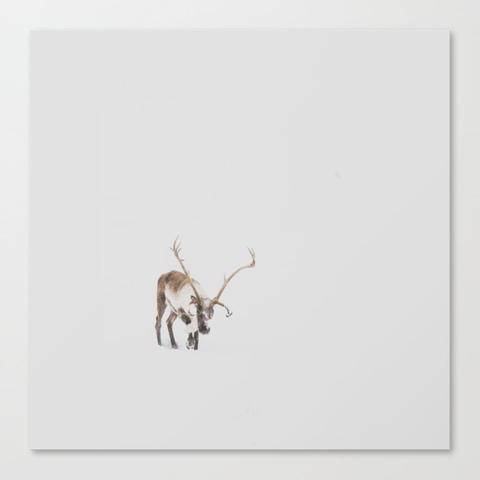 Iceland Reindeer Canvas Print