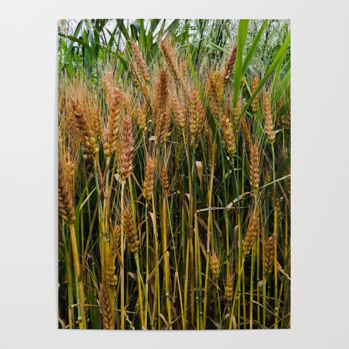 Summer wheat field in the countryside Poster