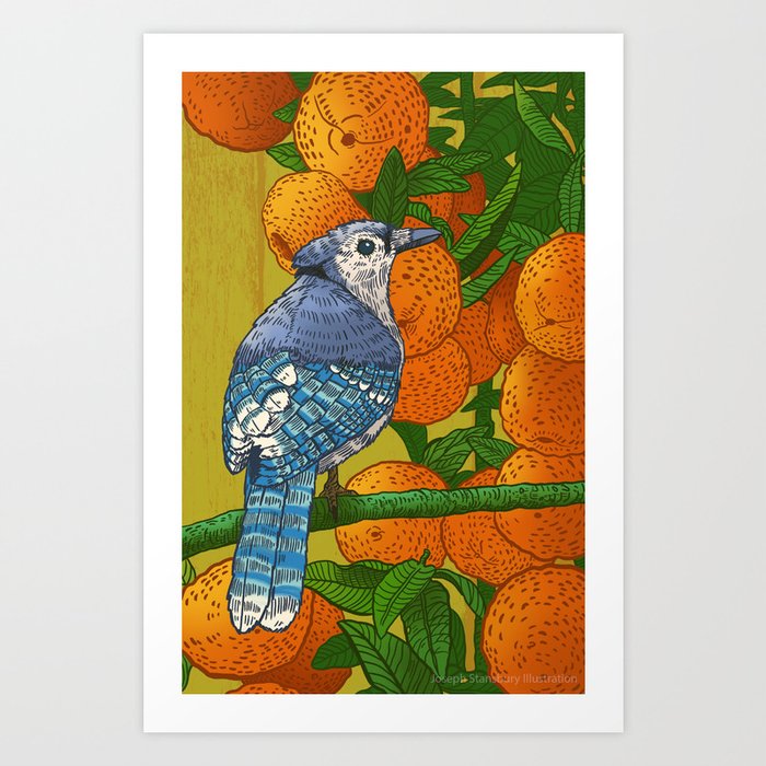 Orange Jay Art Print