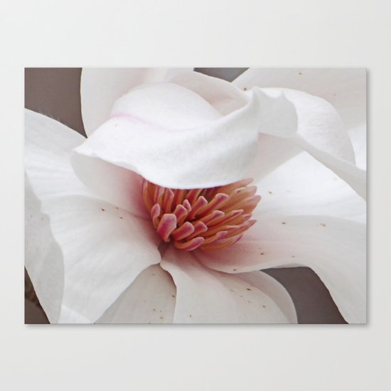 Magnolia Bloom Canvas Print